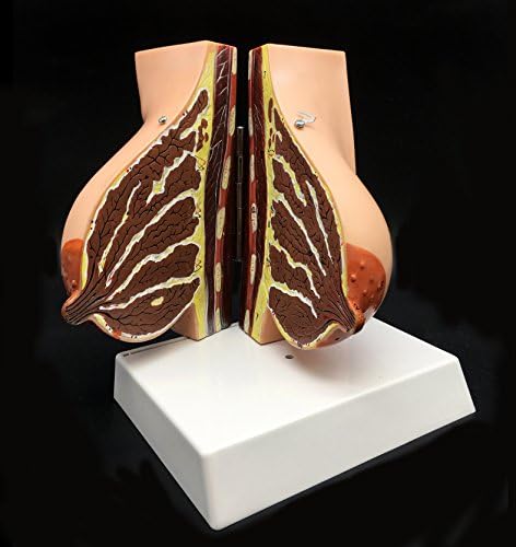 Human Breast Model Life-Size Anatomy for Science Classroom Study Display Teaching Medical Model 2-Parts - Image 2