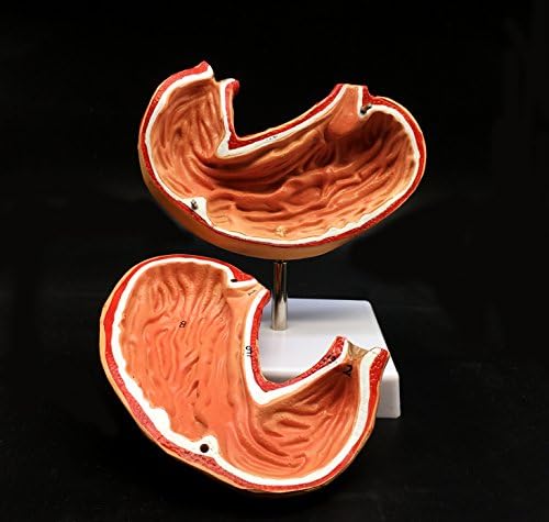 Human Stomach Model Life Size Anatomical Model Anatomy for Science Classroom Study Display Teaching Medical Model 2-Parts - Image 4