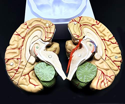 Human Brain Model, Anatomically Accurate Brain Model Life Size Human Brain Anatomy for Science Classroom Study Display Teaching Medical Model - Image 7