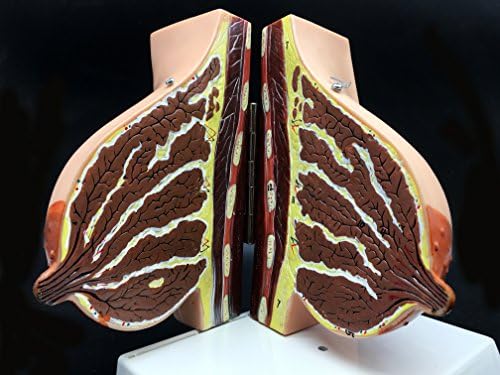 Human Breast Model Life-Size Anatomy for Science Classroom Study Display Teaching Medical Model 2-Parts - Image 3