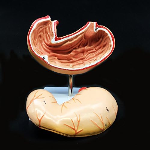 Human Stomach Model Life Size Anatomical Model Anatomy for Science Classroom Study Display Teaching Medical Model 2-Parts - Image 2