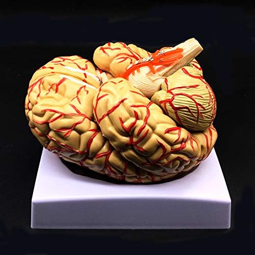 Human Brain Model, Anatomically Accurate Brain Model 8-Part Human Brain Anatomy for Science Classroom Study Display Teaching Medical Model - Image 3