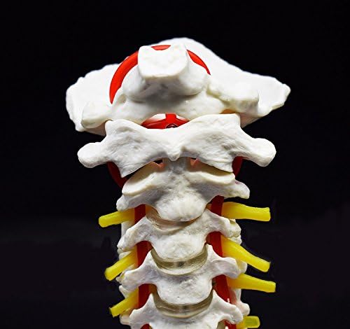 Cervical Vertebra Arteria Spine Spinal Nerves Anatomical Model Anatomy for Science Classroom Study Display Teaching Medical Model - Image 5