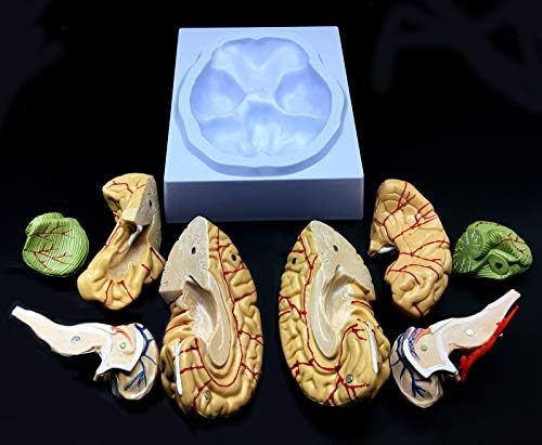Human Brain Model, Anatomically Accurate Brain Model Life Size Human Brain Anatomy for Science Classroom Study Display Teaching Medical Model - Image 6