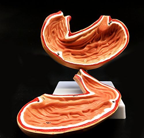 Human Stomach Model Life Size Anatomical Model Anatomy for Science Classroom Study Display Teaching Medical Model 2-Parts - Image 3