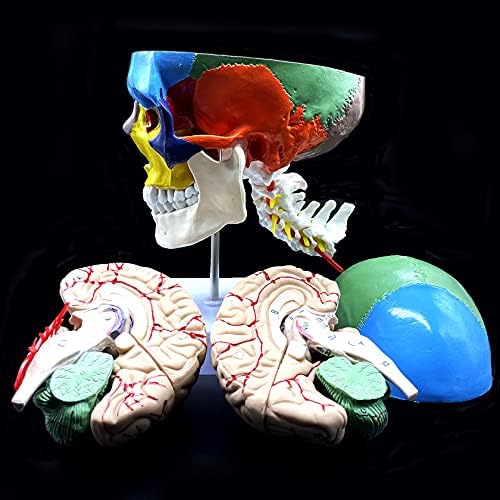 Human Skull with Brain and Cervical Vertebra Anatomical Model,Color-Coded Partitioned Skull,Life-Size Anatomy for Science Classroom Study Display Teaching Model - Image 6