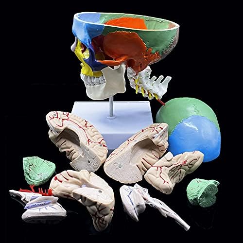 Human Skull with Brain and Cervical Vertebra Anatomical Model,Color-Coded Partitioned Skull,Life-Size Anatomy for Science Classroom Study Display Teaching Model - Image 7