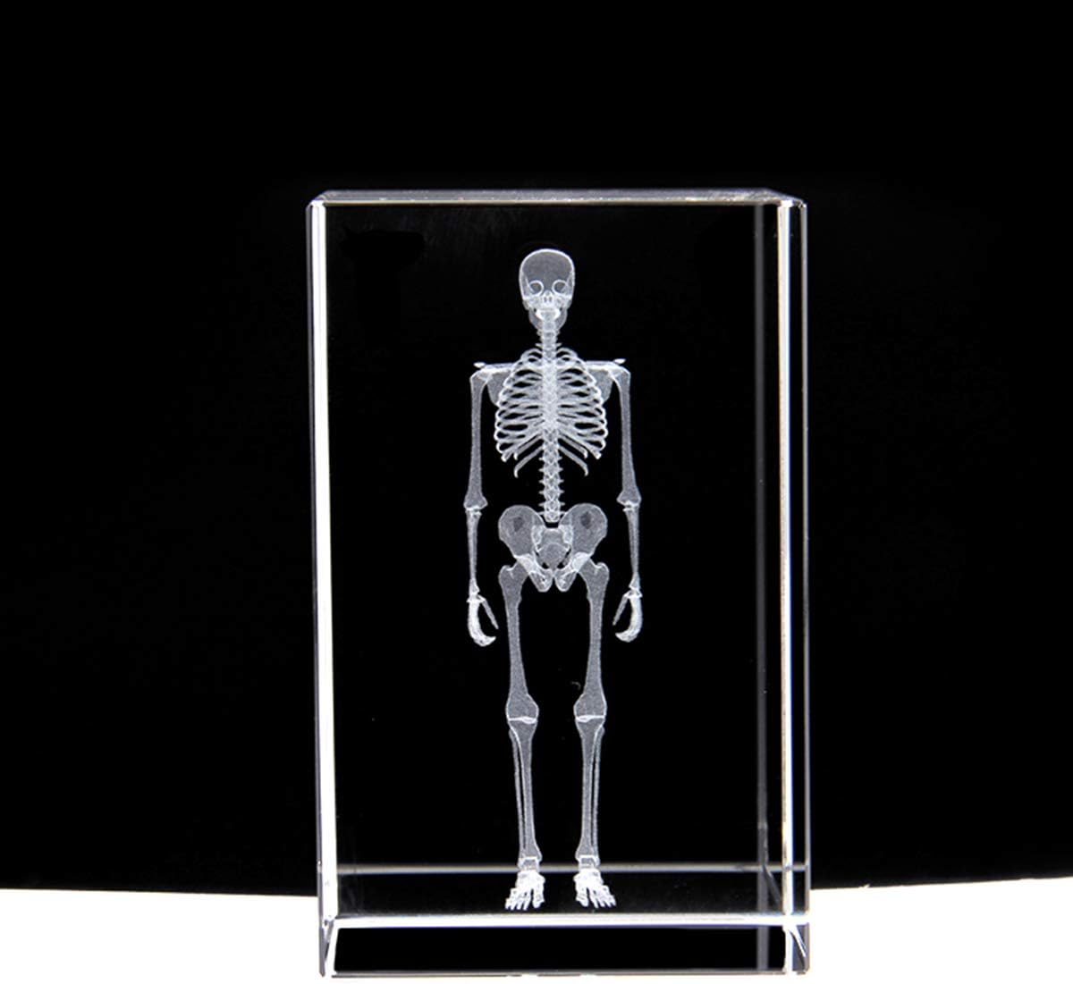 3D Human Skeleton Anatomical Model Paperweight(Laser Etched) in Crystal Glass Cube Science Anatomy Gift (No Included LED Base)(3.1x2x2 inch)