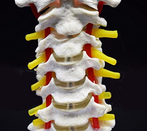 Cervical Vertebra Arteria Spine Spinal Nerves Anatomical Model Anatomy for Science Classroom Study Display Teaching Medical Model - Image 6