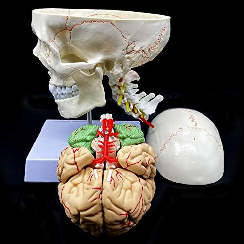 Human Skull with Brain and Cervical Vertebra Anatomical Model Life-Size Anatomy for Science Classroom Study Display Teaching Model - Image 3