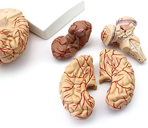 XINDAM Human Brain Model, Anatomically Accurate Brain Model Human Anatomy for Science Classroom Study Display Teaching Medical Model - Image 6