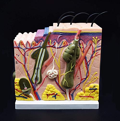 70X Enlarged Skin Model Anatomical Model Anatomy for Science Classroom Study Display Teaching Medical Model - Image 3