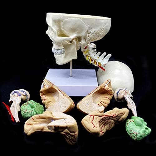 Human Skull with Brain and Cervical Vertebra Anatomical Model Life-Size Anatomy for Science Classroom Study Display Teaching Model - Image 4