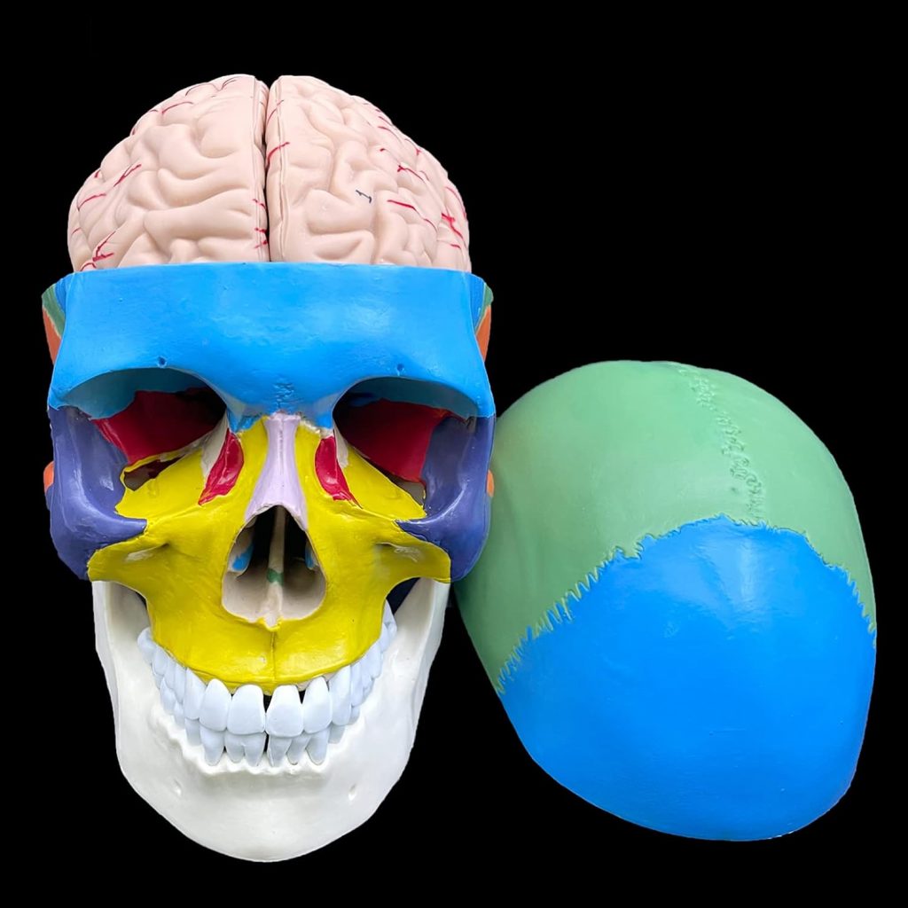 Human Skull with Brain Anatomical Model,Color-Coded Partitioned Skull,Life-Size Anatomy for Science Classroom Study Display Teaching Model