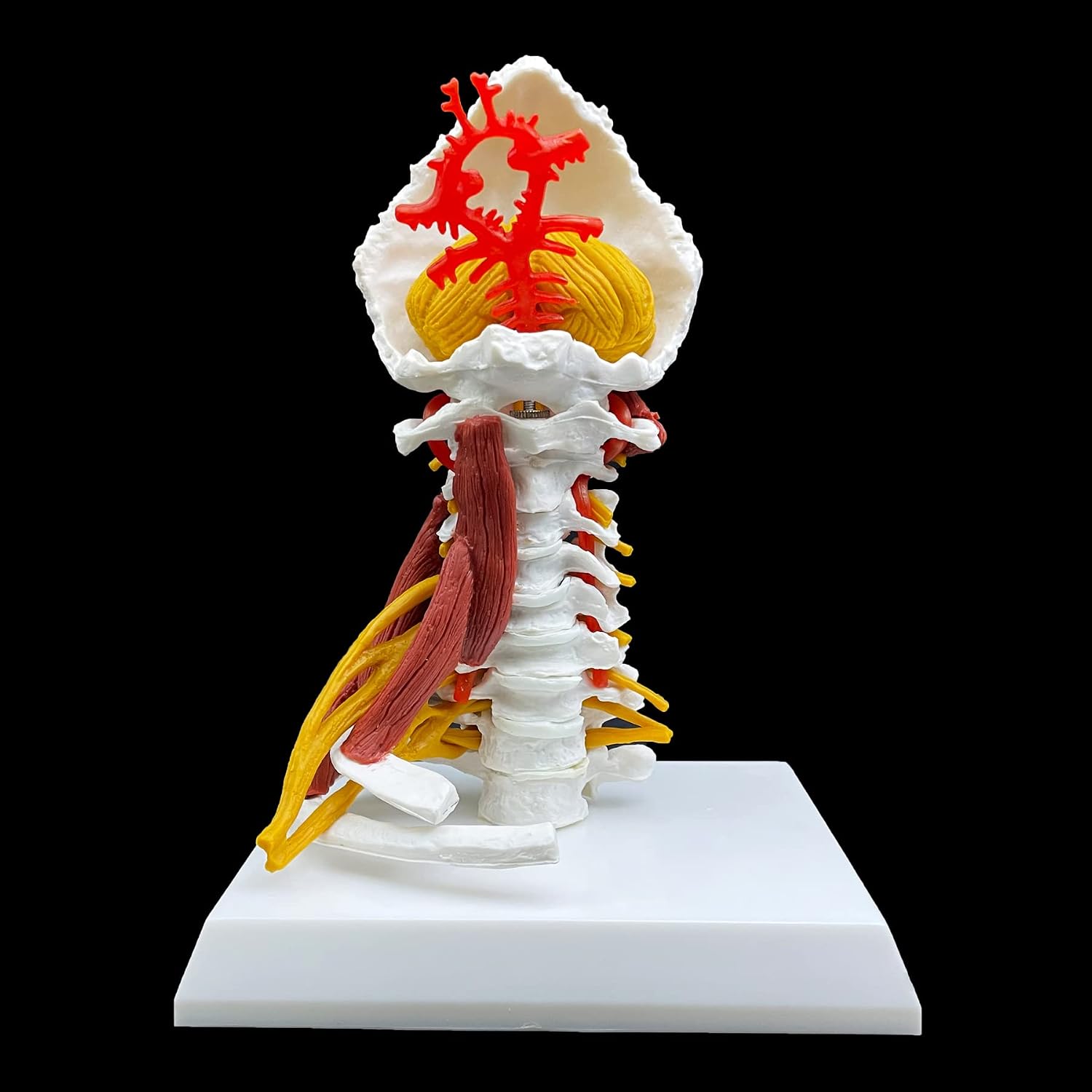 Human Cervical Vertebra Spine with Brain Stem, Muscle, Thoracic, Nerves Anatomical Model Anatomy for Science Classroom Study Display Teaching Medical Model