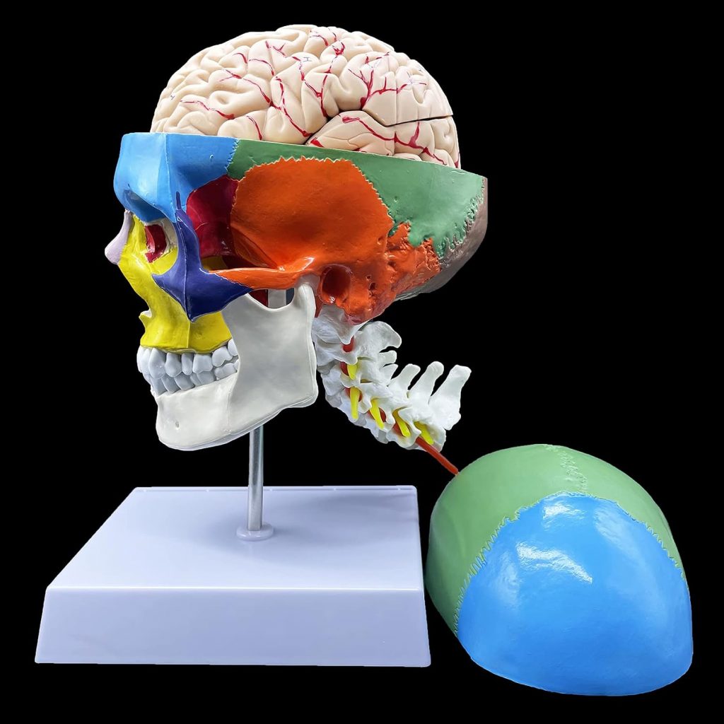 Human Skull with Brain and Cervical Vertebra Anatomical Model,Color-Coded Partitioned Skull,Life-Size Anatomy for Science Classroom Study Display Teaching Model