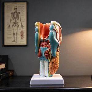 2X Enlarged Human Throat Model, Anatomically Accurate Throat Model Human Throat Anatomy for Science Classroom Study Display Teaching Medical Model