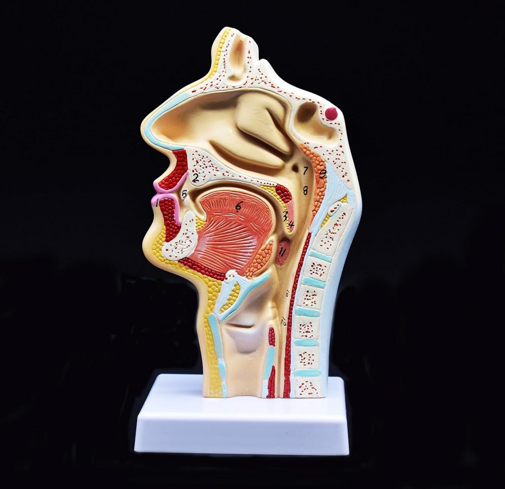 XINDAM Human Anatomical Nasal Cavity Throat Anatomy Medical...
